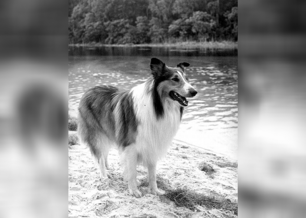 1954: Lassie
